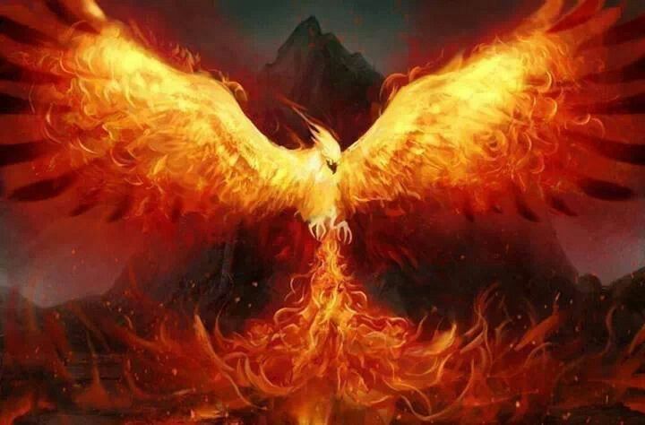 The Phoenix